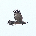 Spotted Harrier<br />Canon EOS 7D + EF300 F2.8L III + EF1.4xII
